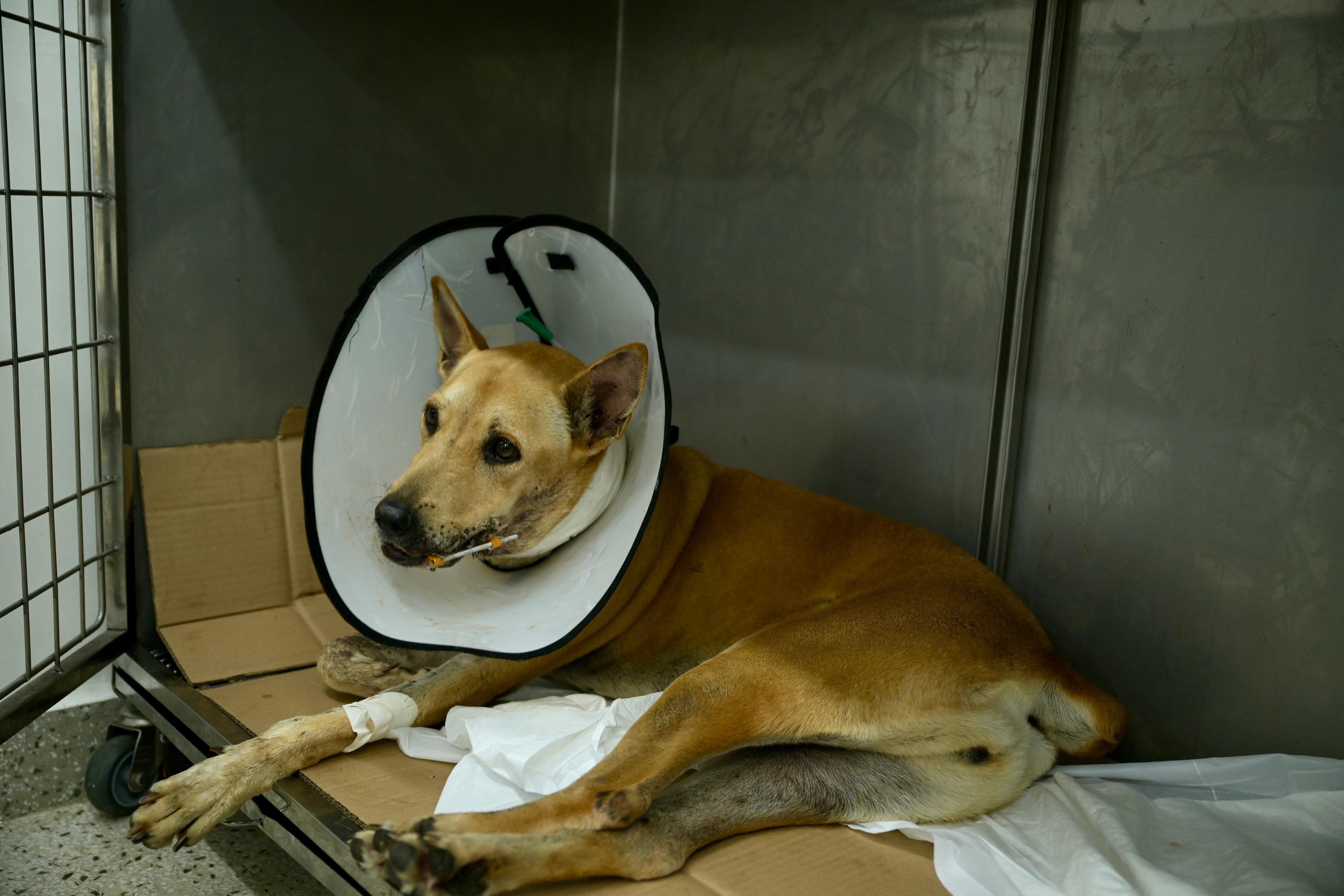 SEPET - Amarelinha, cadelinha atingida por catolé, em recuperação no Hospital Público Veterinário