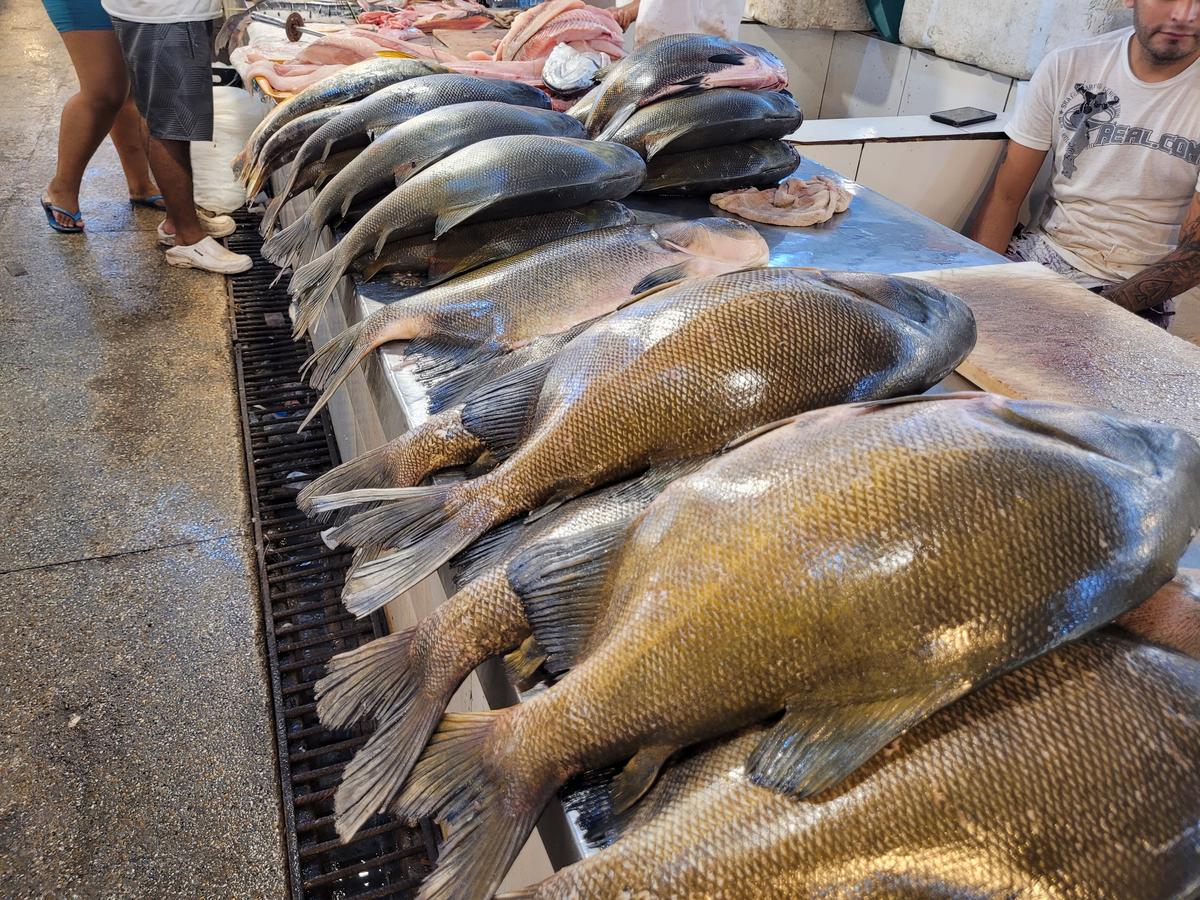 Feira do Tambaqui: 8 toneladas de pescado chegam a Manaus neste sábado 1 20240822 110716