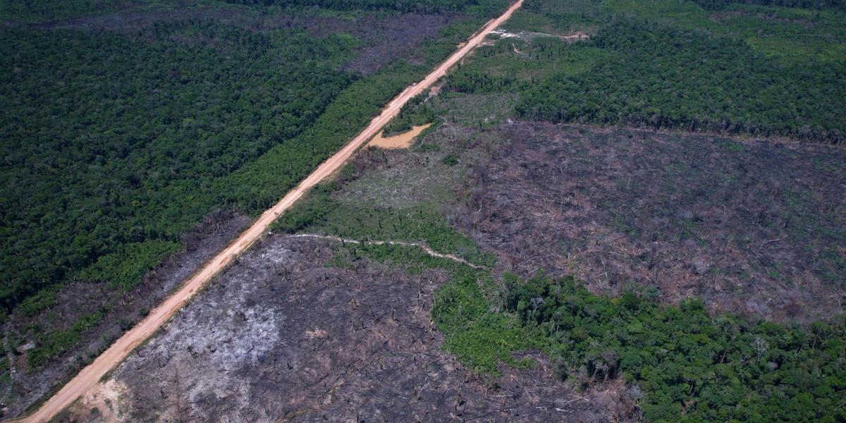 Amazônia registra queda histórica de 36,8% no desmatamento e atinge menor nível desde 2016 1 br 319e