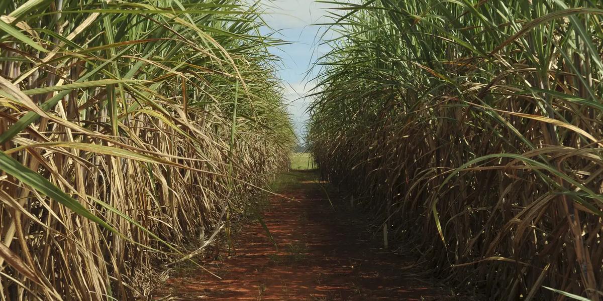 Setor sucroenergético em alta: produção de cana deve crescer 4,7% no Brasil 1 cana de acucar