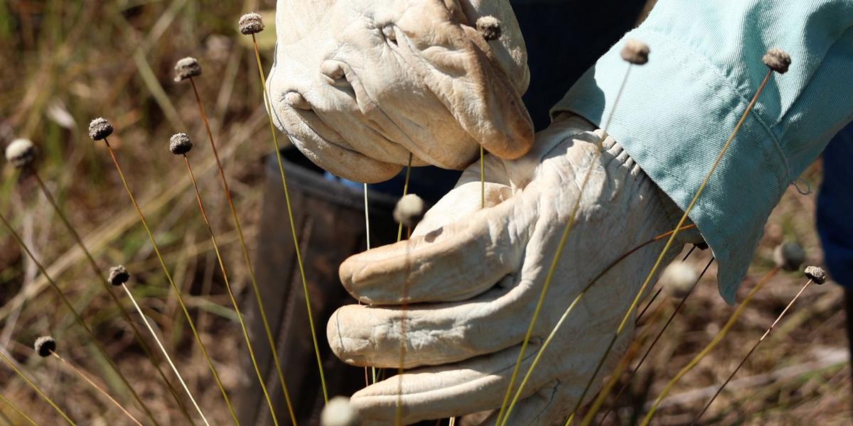 Renasceram na natureza: pesquisadores redescobrem espécies de plantas dadas como extintas 1 sem titulo 0 2