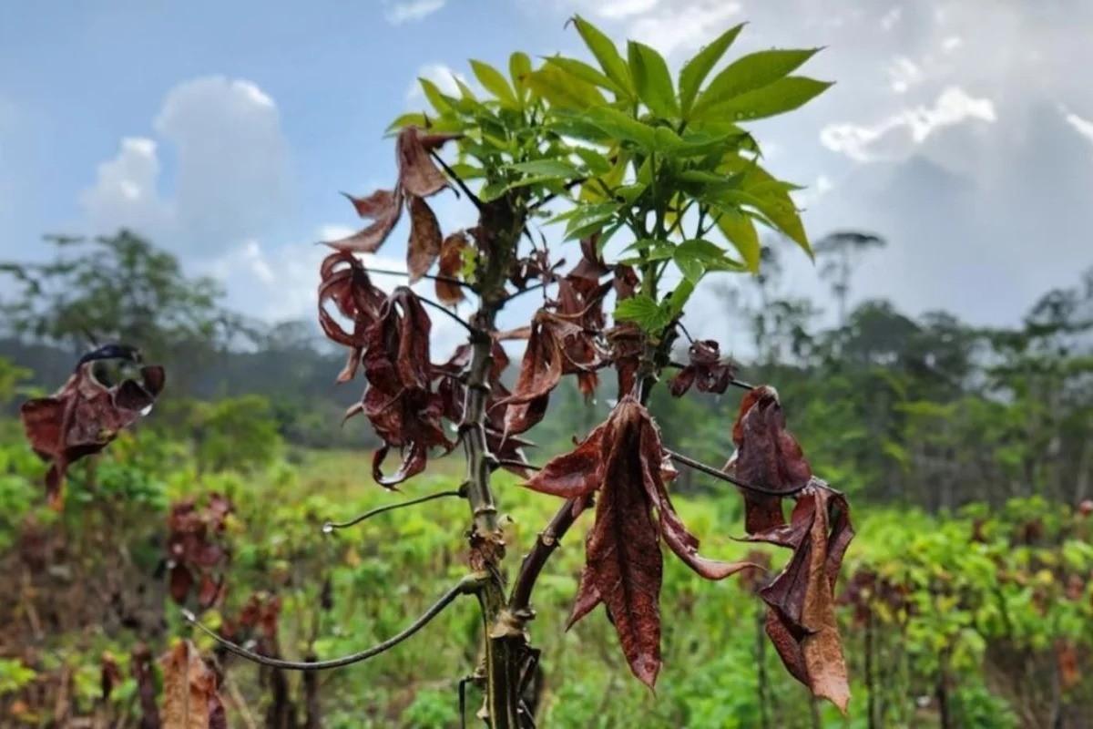 Praga da vassoura-de-bruxa avança e já atinge 15 municípios do Amapá 1 vassoura de bruxa da mandioca