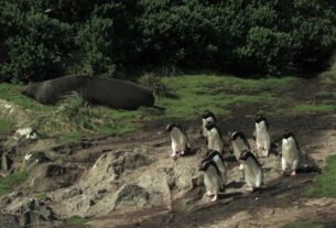 criaturas do grande azul pinguins e leao marinho 02 credito divulgacao love nature