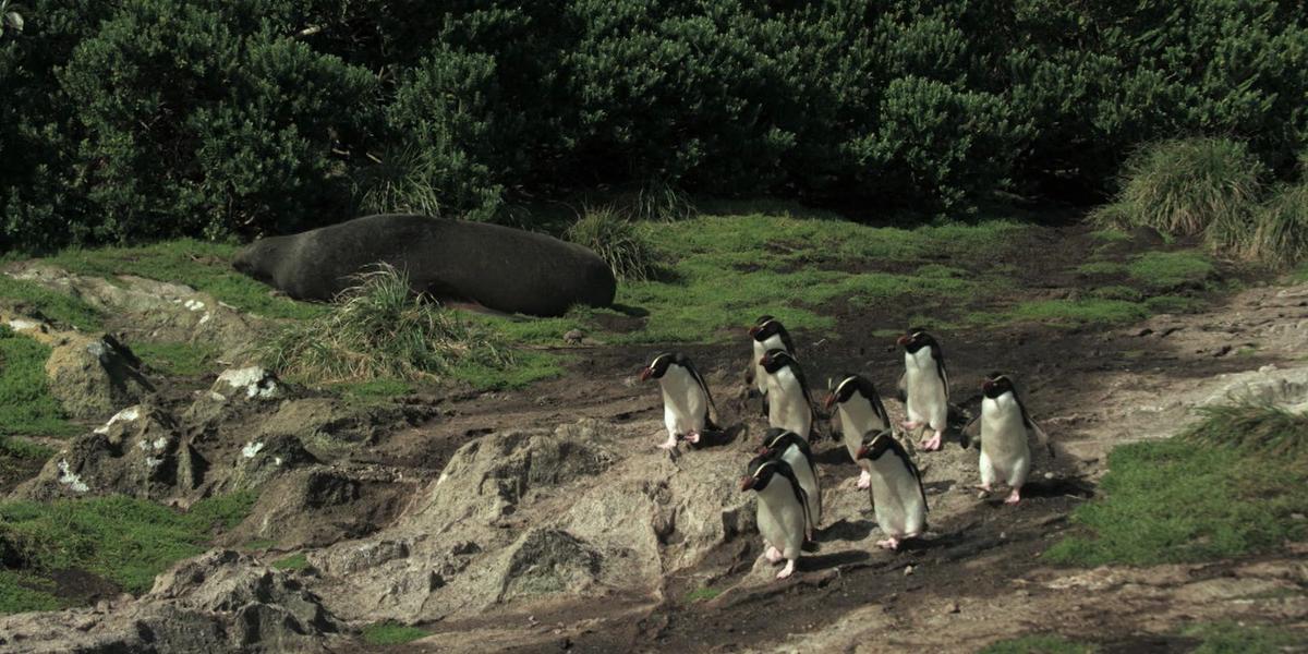 criaturas do grande azul pinguins e leao marinho 02 credito divulgacao love nature