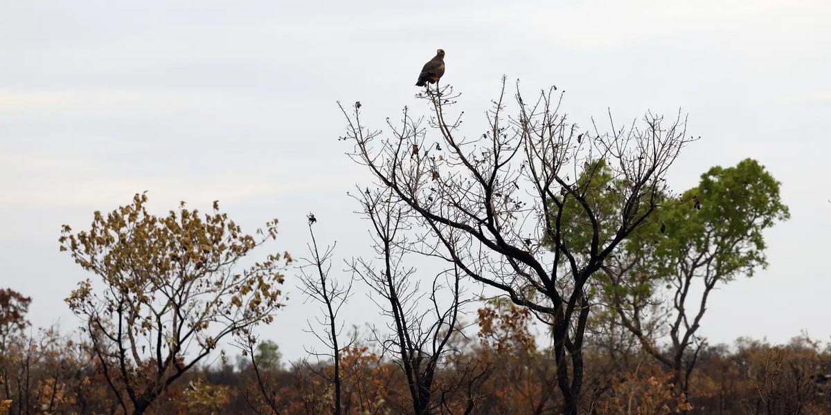 Dia do Cerrado: desmatamento recua 19%, mas alertas na Amazônia preocupam governo 1 d6a9638 2 0