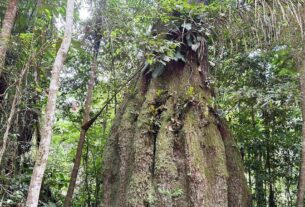 floresta amazonica conservada em caracarai rr 1
