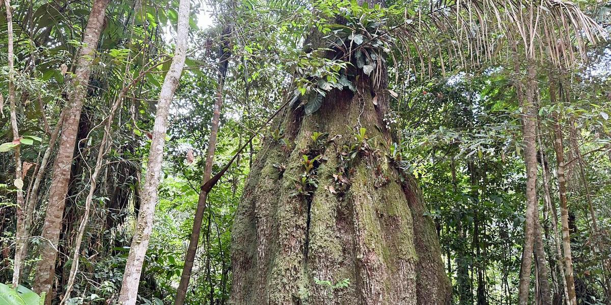 Amazonas reforça proteção ambiental com criação de quatro novas reservas sustentáveis 1 floresta amazonica conservada em caracarai rr 1