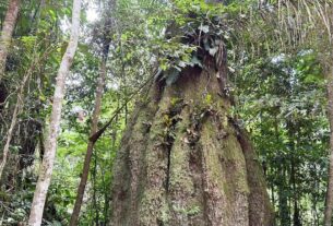 floresta amazonica conservada em caracarai rr