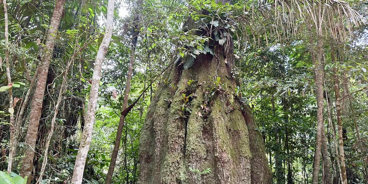 Mercado de carbono: Inovação em Roraima mantém floresta em pé e valoriza comunidades 1 floresta amazonica conservada em caracarai rr