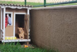 g1 cachorra casa ventilador solar