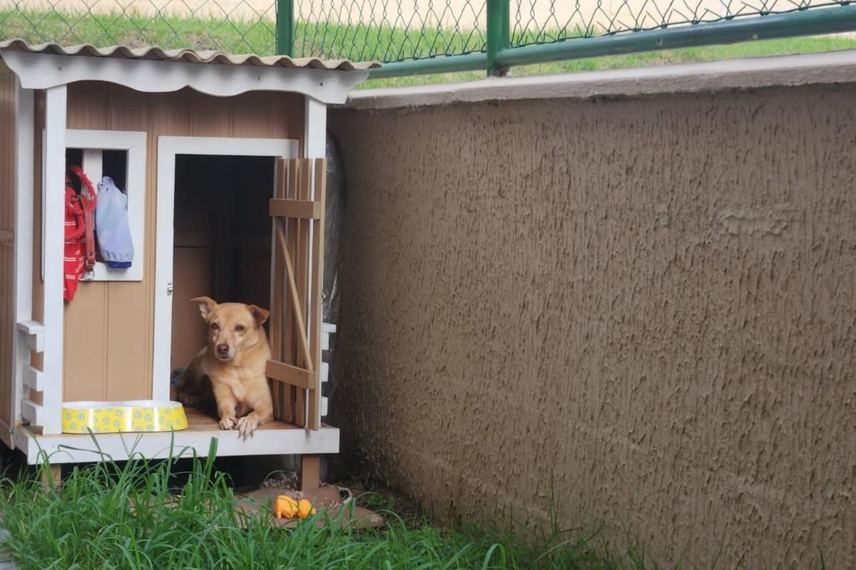 Cachorra ganha 'ar-condicionado' sustentável para encarar o calor de Manaus 1 g1 cachorra casa ventilador solar