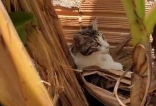 gato itacoatiara