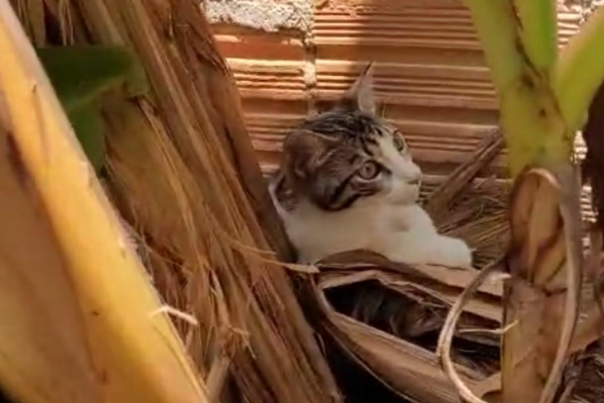 Cenas de crueldade: três homens são presos por jogar gato em quintal com cães em Itacoatiara 1 gato itacoatiara