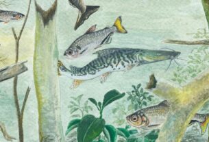 ilustracao estudo peixes tnc
