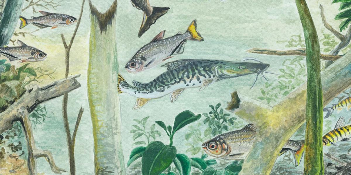 Riqueza oculta: Amazônia abriga mais de 2,7 mil espécies de peixes e exige conservação urgente 1
