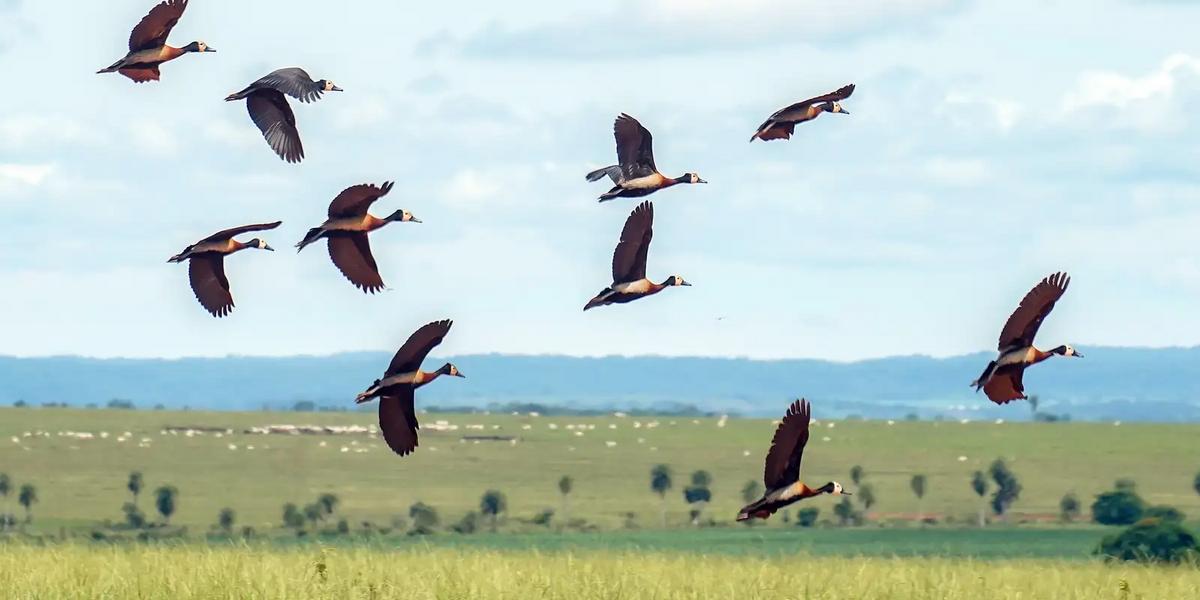 Crise da biodiversidade exige aporte anual de US$ 1,3 trilhão para evitar colapso global 1 img 3744.jpg