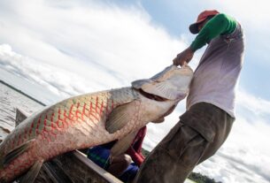 manejo da especie acontece ha mais de 20 anos foto bernardo oliveira