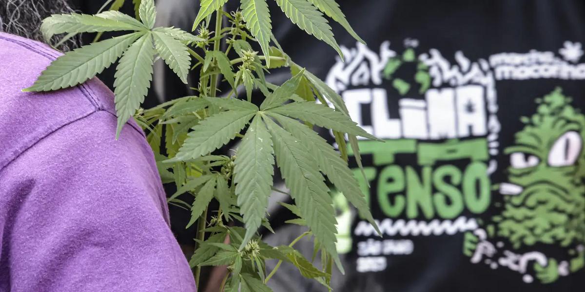 Prisões por drogas disparam e superam outros crimes em conversões para preventiva no Brasil 1 marcha maconha sp 07