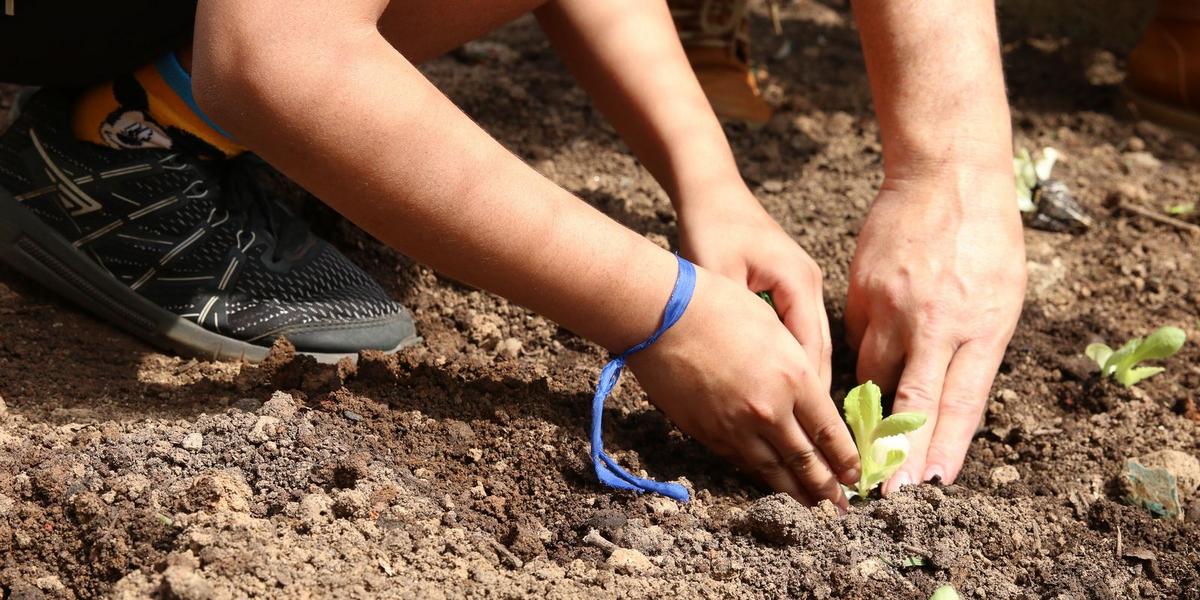 Agroecologia nas urnas: entidades cobram compromissos de candidatos por comida sem veneno 1 rvsa abr 1409210332