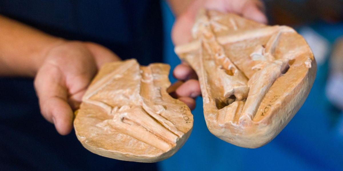 Ciência e aventura: Museu de Ciências da Terra leva dinossauros ao Morro da Urca 1 whatsapp image 2026 09 29 at 13.57.18