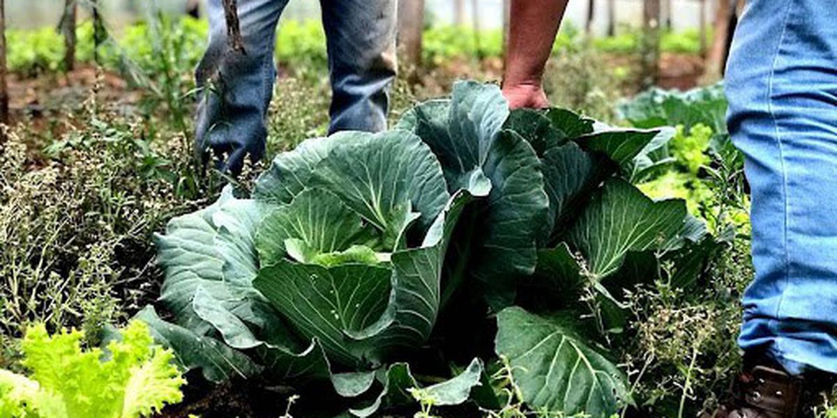 Força coletiva: como a união da agricultura familiar e cozinhas solidárias combate a fome no Brasil 1 a1fbe008 9a0d 4ce5 b4a9 9ca5de45e34b