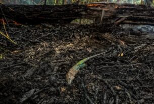 animal morto em incendio na comunidade canacari em itacoatiara 8 de outubro de 2026 foto liam cavalcante rede amazonica