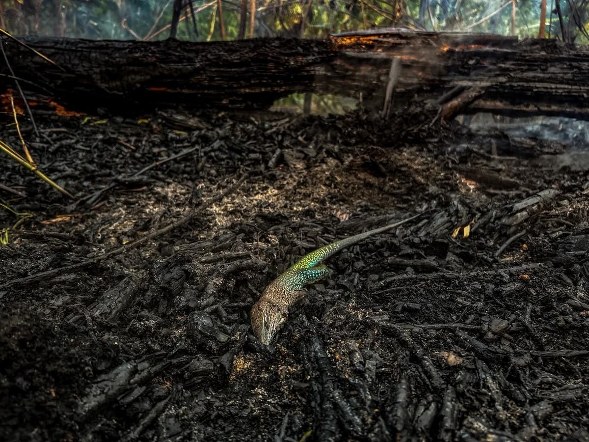 animal morto em incendio na comunidade canacari em itacoatiara 8 de outubro de 2026 foto liam cavalcante rede amazonica
