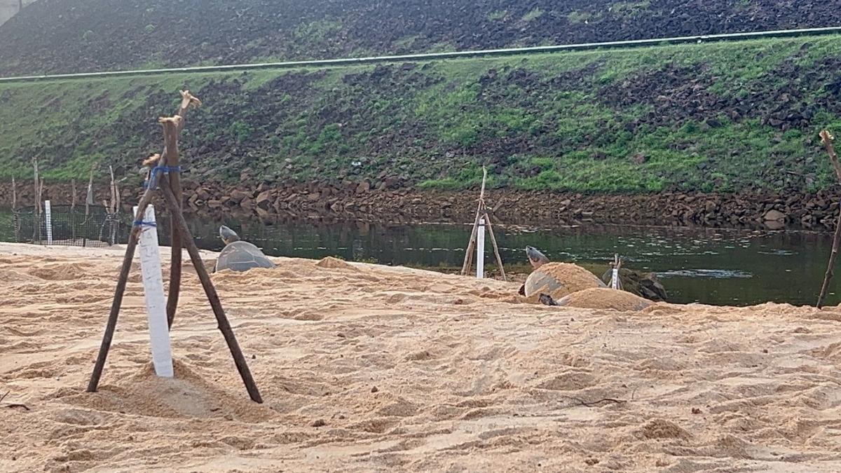 Projeto monitora 13 novos ninhos de quelônios em praias de Balbina 1 design sem nome 2026 10 06t093426.177