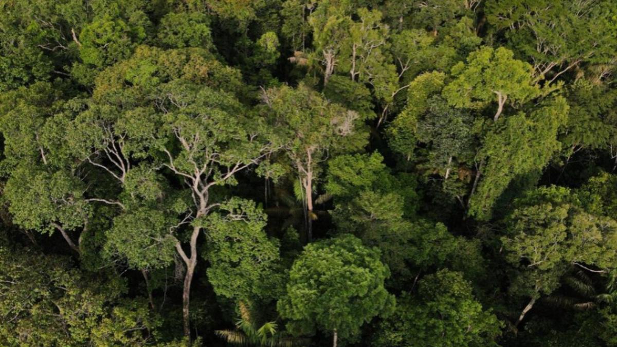 Amazonas mantém quase 95% da floresta intacta, mas sofre com pressão de desmatamento nas divisas 1 design sem nome 2026 10 14t090806.800