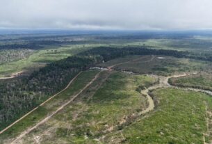 desmatamento ilegal em borba rende maior multa ambiental do amazonas em 2025 foto henrique almeida ipaam