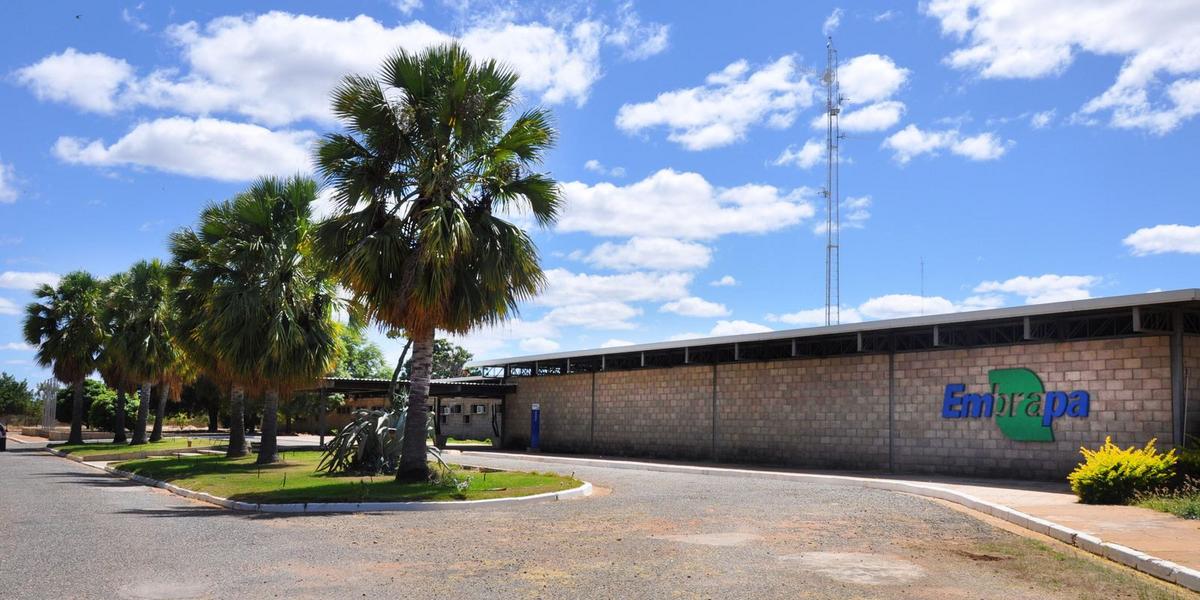Embrapa Florestas conquista título inédito de Centro de Referência mundial pela FAO 1 embrapa petrolina 1