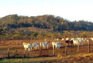 fazenda