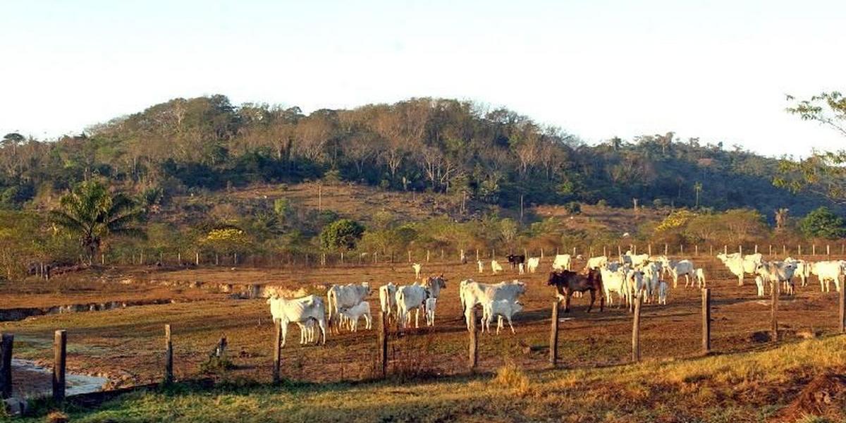Avanço da agropecuária ameaça entorno de áreas preservadas na Amazônia 1 fazenda