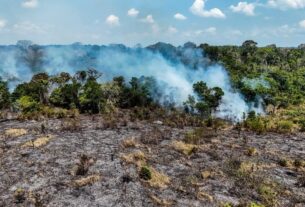 fogo continua ativo apos 17 dias e avanca para mata fechada em itacoatiara foto liam cavalcante rede amazonica