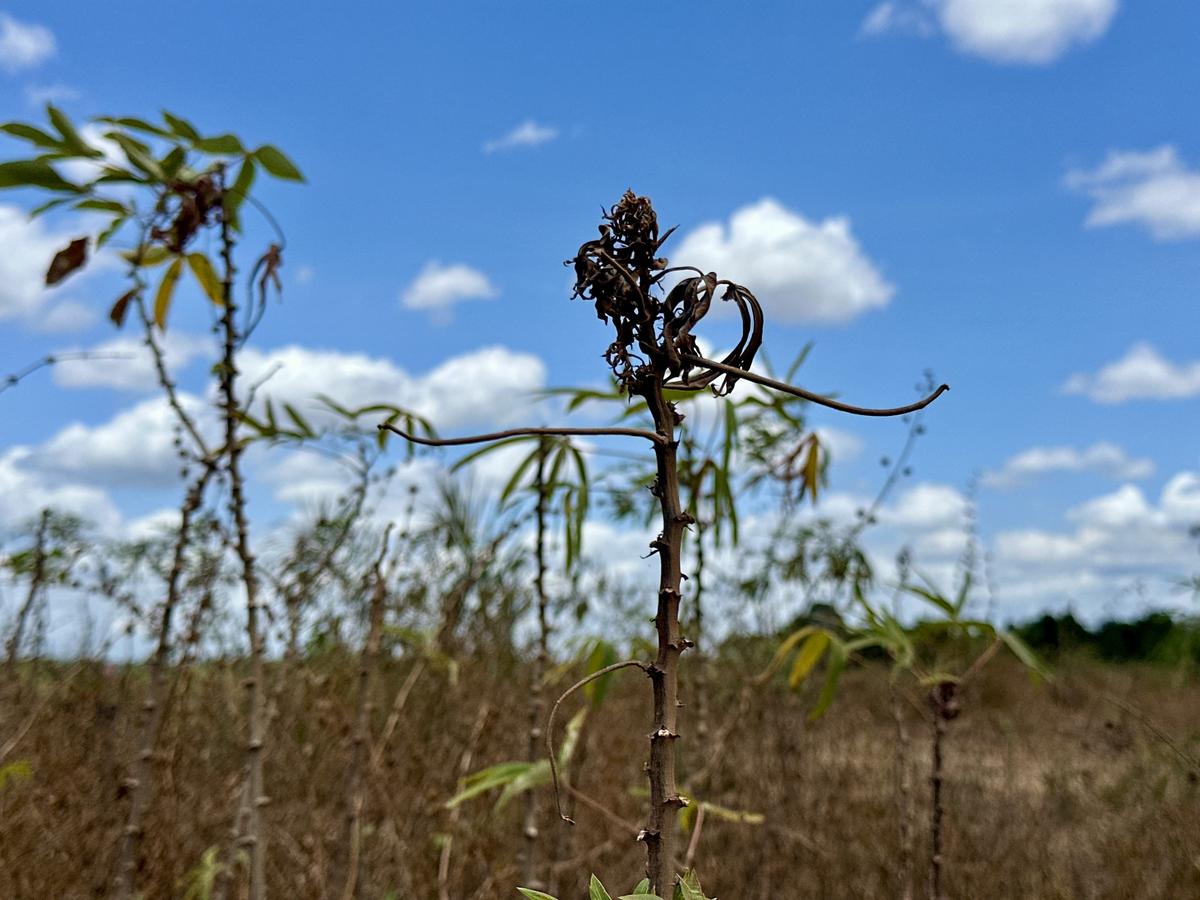 Praga 'vassoura-de-bruxa' coloca 15 cidades do Amapá em emergência federal 1 fotos mandioca 2026 16