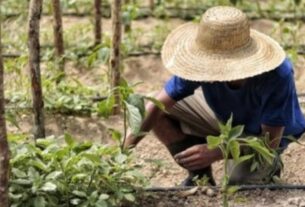 mpf recomenda ao incra a criacao de plano emergencial para reestruturar a camara de conciliacao agraria no am foto divulgacao mpf