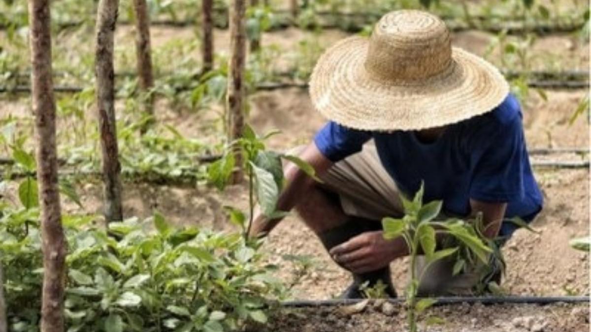 mpf recomenda ao incra a criacao de plano emergencial para reestruturar a camara de conciliacao agraria no am foto divulgacao mpf