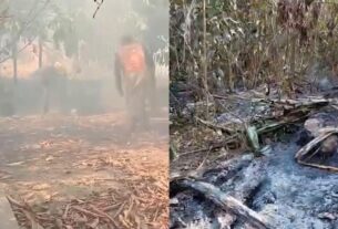 plantacoes sao destruidas pelo fogo no amazonas