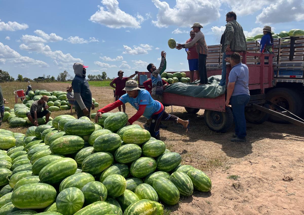 De 300 a 20 mil pés: agricultora vira referência na produção de melancia em Roraima 1 rosimaria