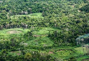 terra indigena ti panara na amazonia01